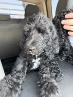 Loki , a male Spinone Italiano and Double Doodle for sale in Mineola, TX – 6 of 10