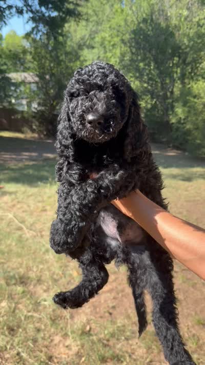 Clark, a male Spinone Italiano and Double Doodle for sale in Mineola, TX – 8 of 9