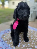 Miles, a male Spinone Italiano and Double Doodle for sale in Mineola, TX – 2 of 10