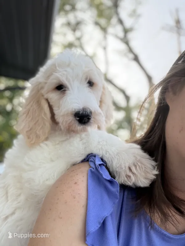 Trinity – Spinone Italiano, Double Doodle puppy for sale in Mineola, TX