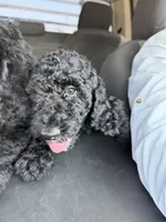 Clark, a male Spinone Italiano and Double Doodle for sale in Mineola, TX – 4 of 9
