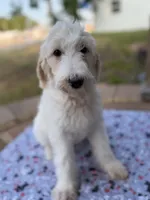 Trinity, a female Spinone Italiano and Double Doodle for sale in Mineola, TX – 2 of 5