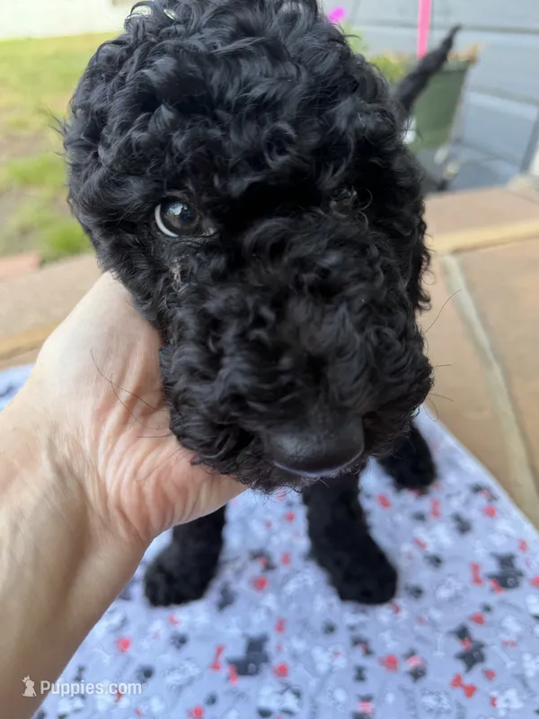 Clark – Spinone Italiano, Double Doodle puppy for sale in Mineola, TX