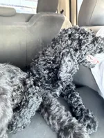 Clark, a male Spinone Italiano and Double Doodle for sale in Mineola, TX – 5 of 9