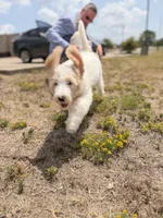 Trinity, a female Spinone Italiano and Double Doodle for sale in Mineola, TX – 5 of 5
