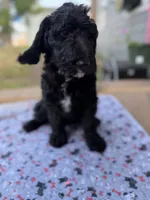 Loki , a male Spinone Italiano and Double Doodle for sale in Mineola, TX – 8 of 10