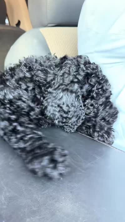 Clark, a male Spinone Italiano and Double Doodle for sale in Mineola, TX – 3 of 9