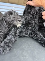 Loki , a male Spinone Italiano and Double Doodle for sale in Mineola, TX – 7 of 10