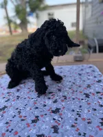 Clark, a male Spinone Italiano and Double Doodle for sale in Mineola, TX – 2 of 9