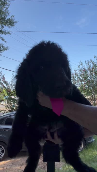 Miles, a male Spinone Italiano and Double Doodle for sale in Mineola, TX – 10 of 10