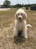 Trinity, a female Spinone Italiano and Double Doodle for sale in Mineola, TX – 4 of 5