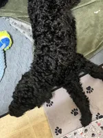 Clark, a male Spinone Italiano and Double Doodle for sale in Mineola, TX – 7 of 9