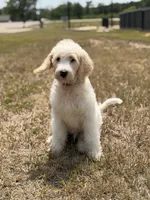 Trinity, a female Spinone Italiano and Double Doodle for sale in Mineola, TX – 3 of 5
