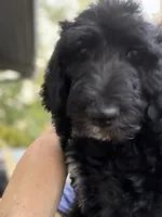 Loki , a male Spinone Italiano and Double Doodle for sale in Mineola, TX – 2 of 10