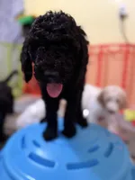 Miles, a male Spinone Italiano and Double Doodle for sale in Mineola, TX – 5 of 10