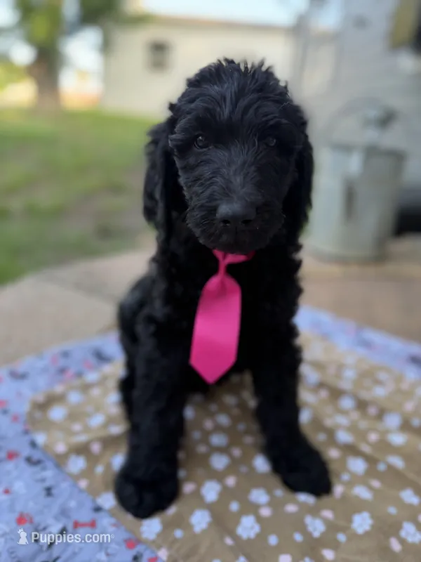 Miles – Spinone Italiano, Double Doodle puppy for sale in Mineola, TX
