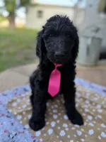 Miles, a male Spinone Italiano and Double Doodle for sale in Mineola, TX – 1 of 10