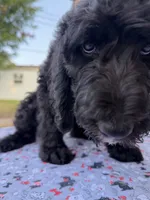 Loki , a male Spinone Italiano and Double Doodle for sale in Mineola, TX – 10 of 10