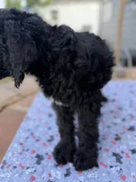 Loki , a male Spinone Italiano and Double Doodle for sale in Mineola, TX – 9 of 10