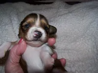 Pete  AKC, a male Dachshund for sale in Brownsville, OR – 2 of 4