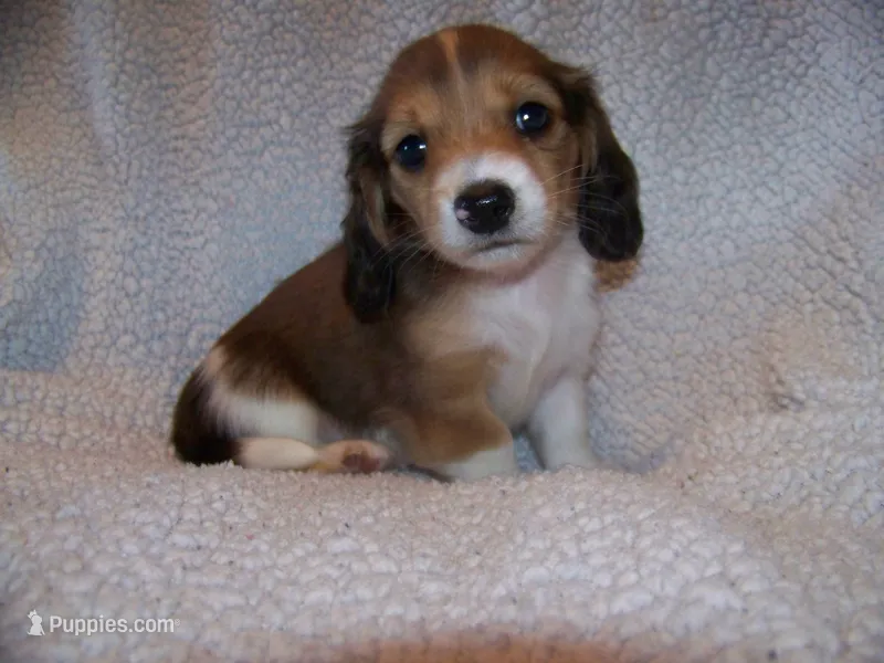 Pete  AKC, a male Dachshund for sale in Brownsville, OR – 1 of 4