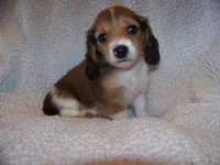 Pete  AKC, a male Dachshund for sale in Brownsville, OR – 1 of 4