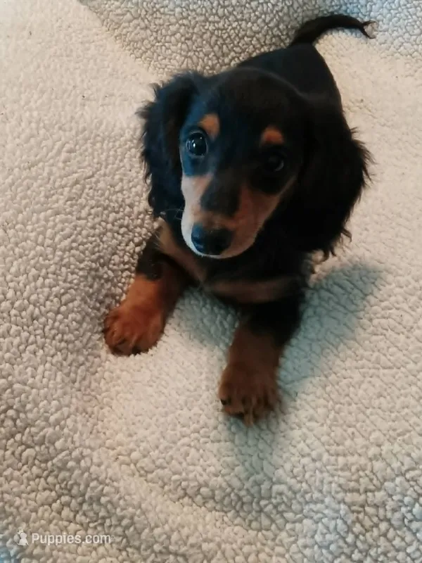Polly  AKC  XS – Dachshund puppy for sale in Brownsville, OR