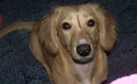 Repete  AKC, a male Dachshund for sale in Brownsville, OR – 3 of 5