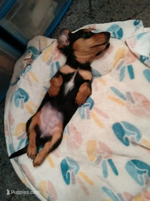 Polly  AKC  XS – Dachshund puppy for sale in Brownsville, OR
