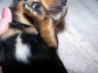 Polly  AKC, a female Dachshund for sale in Brownsville, OR – 5 of 5