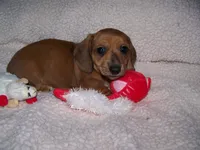 Turbo AKC, a male Dachshund for sale in Brownsville, OR – Photo 2 of 5