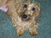 Turbo AKC, a male Dachshund for sale in Brownsville, OR – Photo 4 of 5