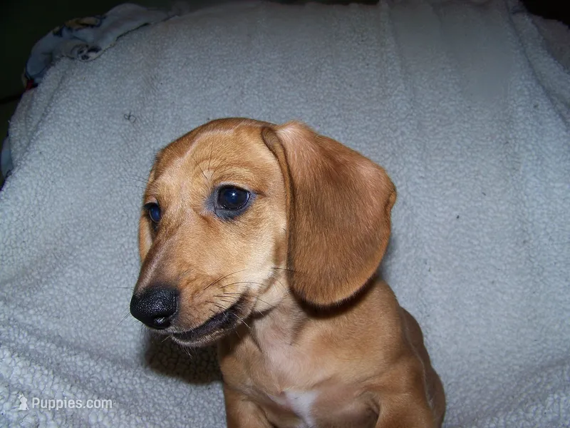 Turbo AKC – Dachshund puppy for sale in Brownsville, OR
