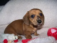 Turbo AKC, a male Dachshund for sale in Brownsville, OR – Photo 1 of 5