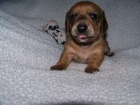 Turbo AKC, a male Dachshund for sale in Brownsville, OR – Photo 3 of 5