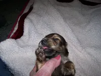 Repete  AKC, a male Dachshund for sale in Brownsville, OR – 5 of 5