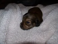 Repete  AKC, a male Dachshund for sale in Brownsville, OR – 4 of 5