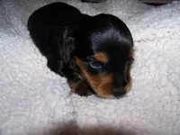 Polly  AKC, a female Dachshund for sale in Brownsville, OR – 4 of 5
