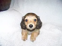 Repete  AKC, a male Dachshund for sale in Brownsville, OR – 1 of 5