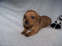 Rocky AKC, a male Dachshund for sale in Brownsville, OR – Photo 1 of 5
