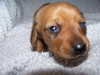 Rocky AKC, a male Dachshund for sale in Brownsville, OR – Photo 3 of 5