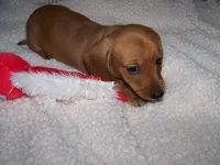 Rocky AKC, a male Dachshund for sale in Brownsville, OR – Photo 2 of 5