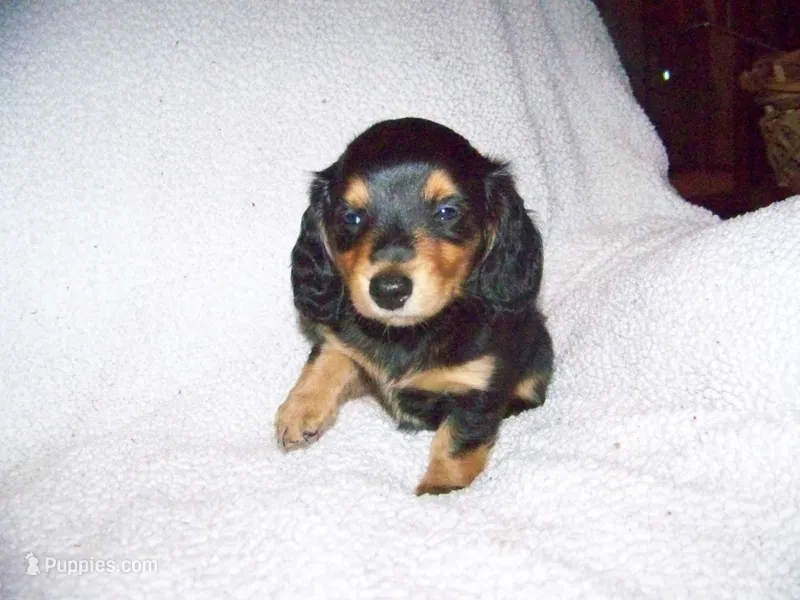 Polly  AKC – Dachshund puppy for sale in Brownsville, OR