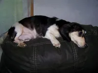 Repete  AKC, a male Dachshund for sale in Brownsville, OR – 2 of 5