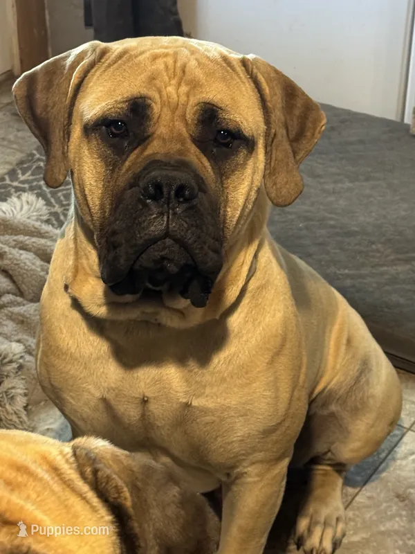 Elvis  – English Mastiff puppy for sale in Millsap, TX