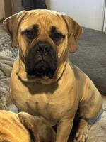 Elvis , a male English Mastiff for sale in Millsap, TX – 1 of 5