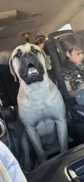 Elvis , a male English Mastiff for sale in Millsap, TX – 2 of 5