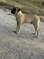 Elvis , a male English Mastiff for sale in Millsap, TX – 3 of 5