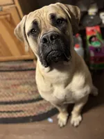 Elvis , a male English Mastiff for sale in Millsap, TX – 5 of 5