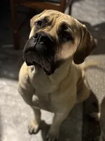 Elvis , a male English Mastiff for sale in Millsap, TX – 4 of 5